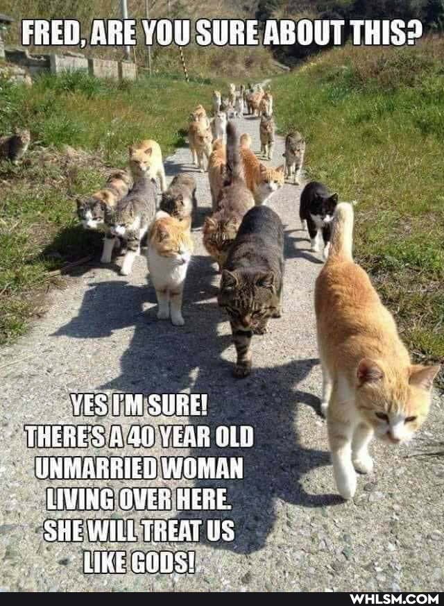 FRED, ARE YOU SURE ABGUT THIS?
VES SURE TWERES YERB Se
INMARRIED WOMAN {
LIVING YER HERE.
SHE WILL TREAT US
LIRE ONS!.