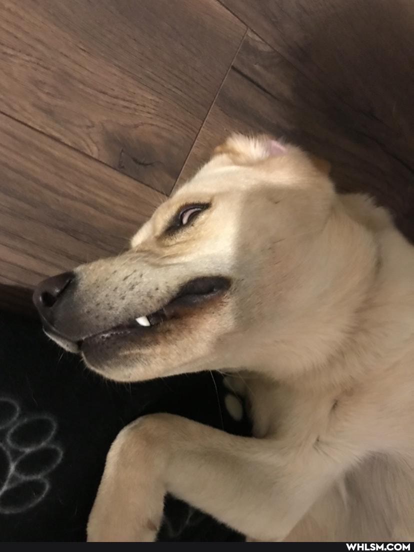funny, dogs, happy, love