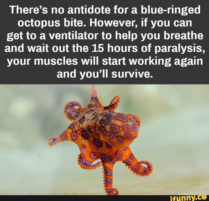 There’s no antidote for a blueringed octopus bite. However, if you can