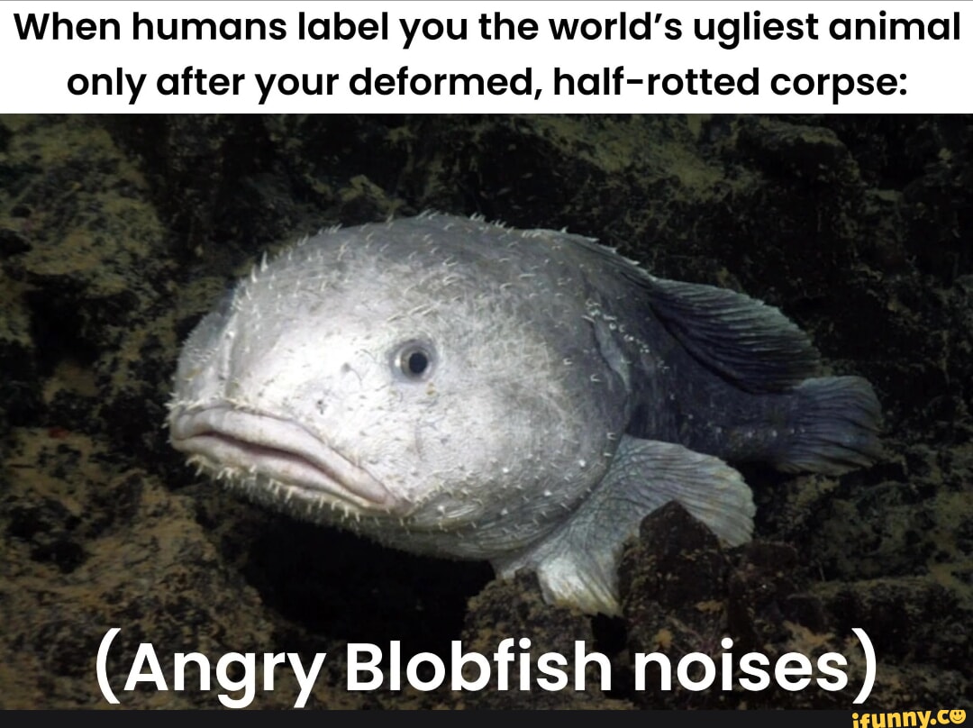 Blobfish meme by DitoSlothy123 on DeviantArt