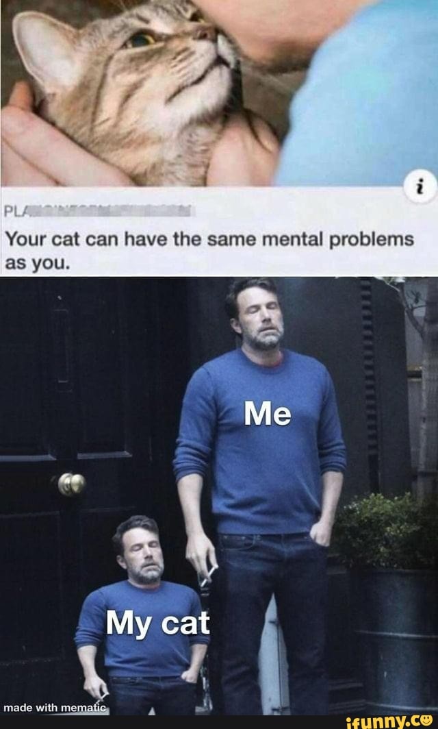 Can Your Cat Have The Same Mental Problems As You