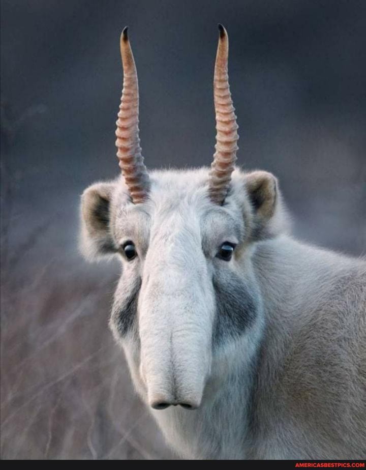 saiga, antelope, ancient, earth, date