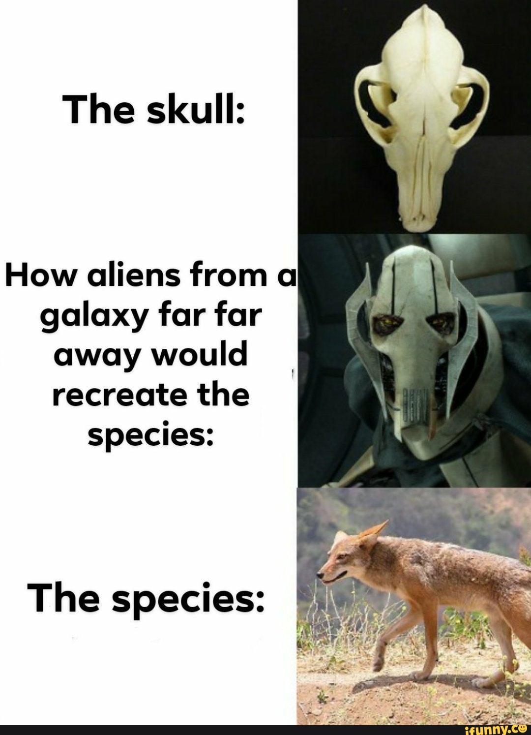 The skull:
How aliens from a
galaxy far far
away would
recreate the
species:
The species: