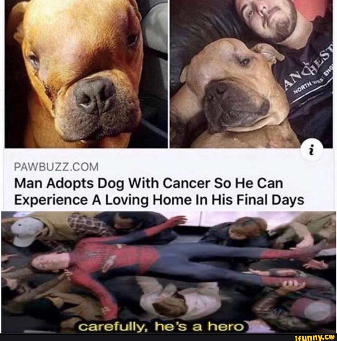 PAWBUZZ.COM
Man Adopts Dog With Cancer So He Can
Experience A Loving Home In His Final Days
carefully, he's a hero Wm