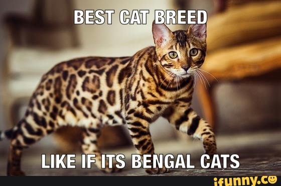BEST CAT BREED
LIKE IF ITS BENGAL CATS