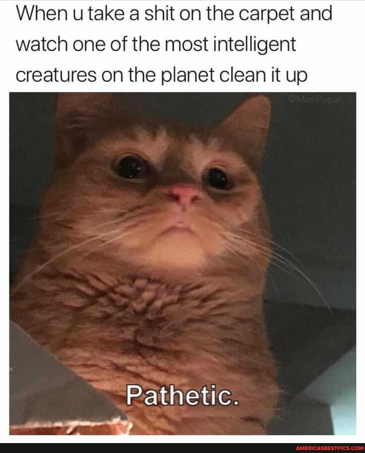 When u take a shit on the carpet and watch one of the most intelligent
creatures on the planet clean it up
Pathetic.
