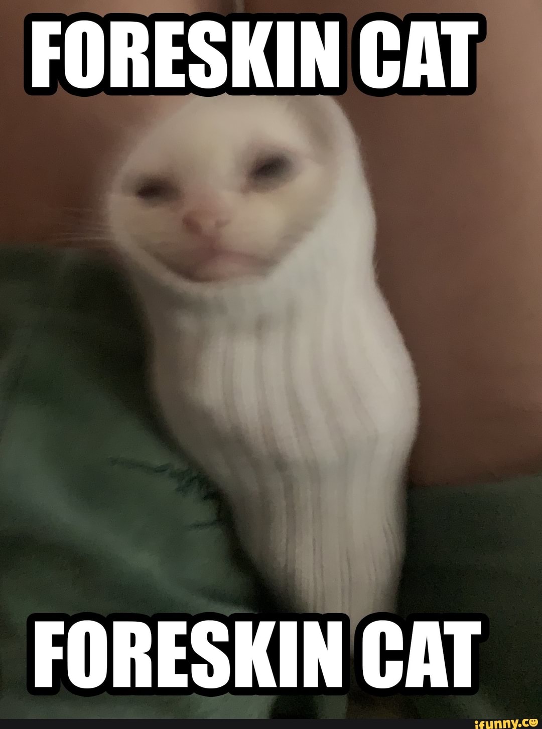 Foreskin Cat Foreskin Cat