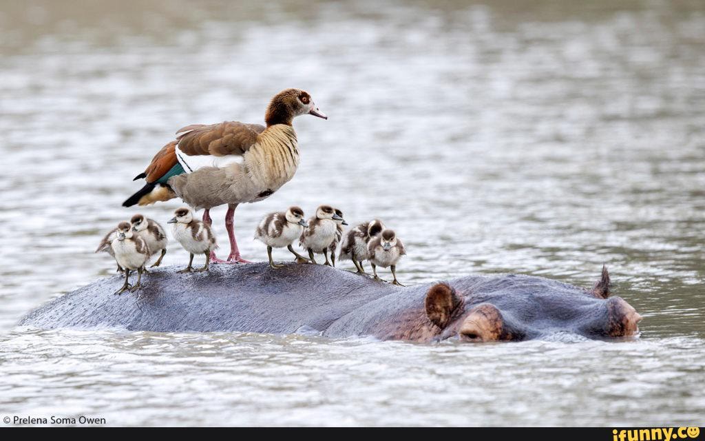 hippo, ferries, egyptian, family, sabi, sands, africa, prelena