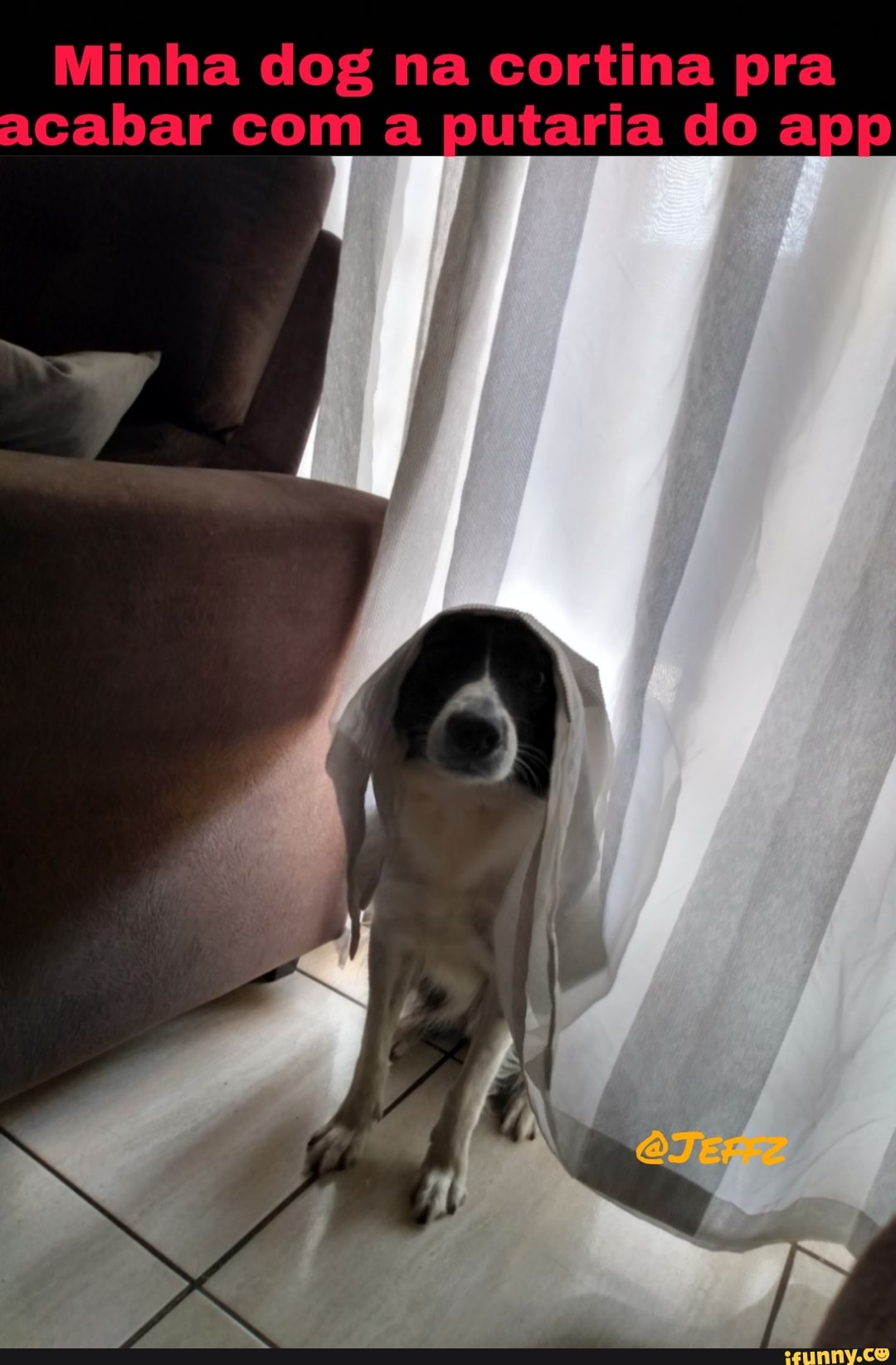 Minha dog na cortina pra acabar com a putaria do apr