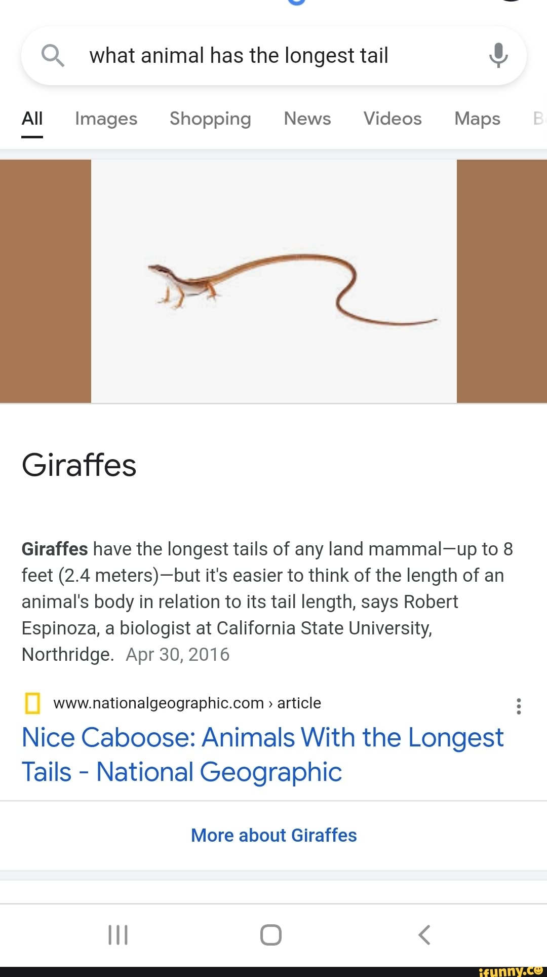 Q what animal has the longest tail
All Images Shopping News Videos Maps
Giraffes
Giraffes have the longest tails of any land mammal-up to 8 feet (2.4 it's easier to think of the length of an animal's body in relation to its tail length, says Robert
Espinoza, a biologist at California State University,
Northridge. Apr 30, 2016
article
Nice Caboose: Animals With the Longest
Tails - National Geographic
More about Giraffes