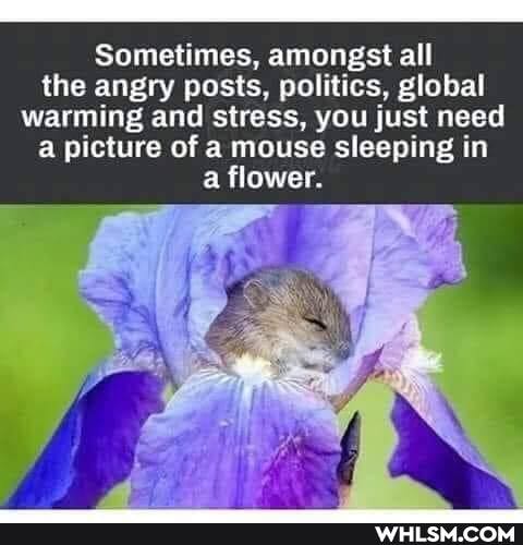 Sometimes, amongst all the angry posts, politics, global warming and stress, you just need a picture of a mouse sleeping in
a flower.