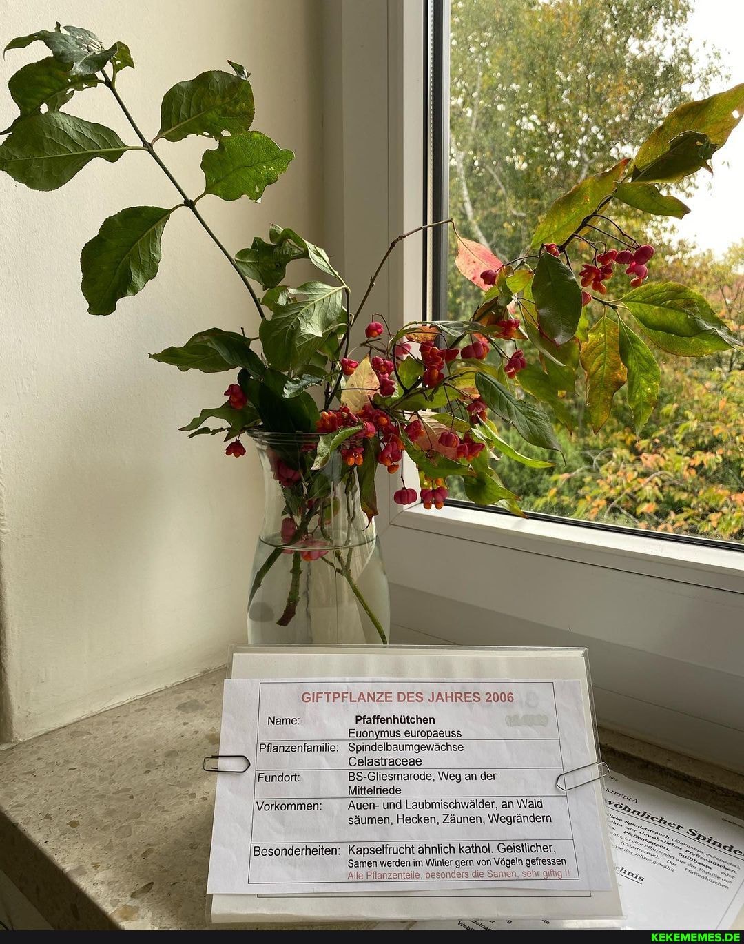 GIFTPFLANZE DES JAHRES 2006
Pfaffenhütchen
Euonymus europaeuss
inzenfamilie: 'Spindelbaumgewächse
Celastraceae
Name
Pflanzenfamibe
Fundort: BS-Gliesmarode, Weg an der
Mittelriede
Vorkommen: Auen- und Laubmischwälder, an Wald säumen, Hecken, Zäunen, \Vegrändern
Besonderheiten: Kapselfrucht ähnlich kathol. Geistlicher,
'Samen werden im Winter gern von Vögeln gefressen. I
'Alle Pflanzenteile, besonders die Samen, sehr giftig
