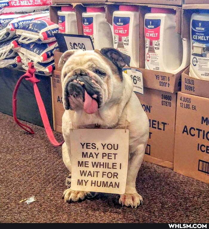 MELT
YES, YOU MAY PET ME WHILE!
WAIT FOR MY HUMAN I
