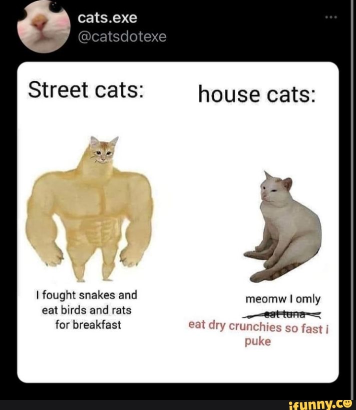 Cats.exe
@catsdotexe
Street cats: house cats:
I fought snakes and meomw omly
eat birds and rats __-=<eattene-= for breakfast eat dry crunch fas
