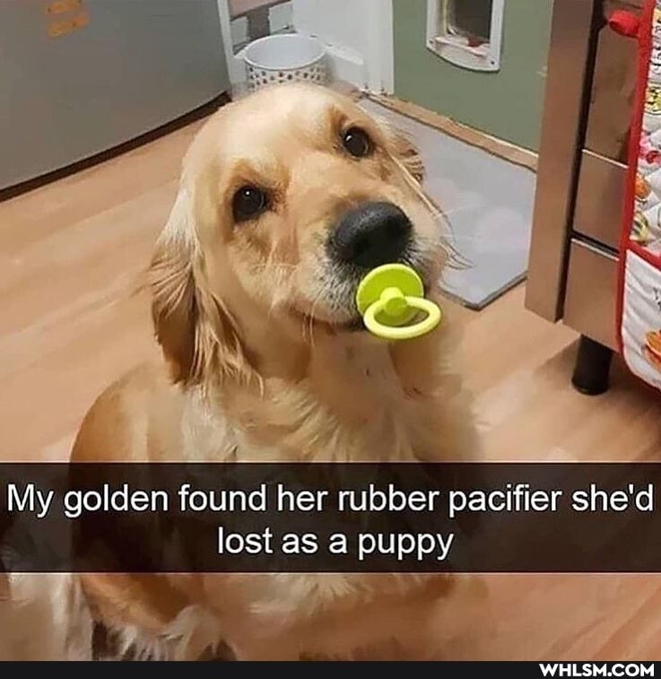 My golden found her rubber pacifier she'd lost as a puppy