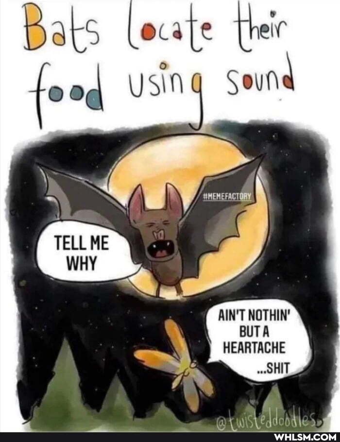 Bats locate
sin sound
AIN'T NOTHIN'
BUTA
HEARTACHE
SHIT