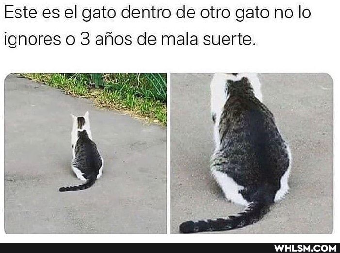 Este es el gato dentro de otro gato no lo ignores o 3 aÃos de mala suerte.
