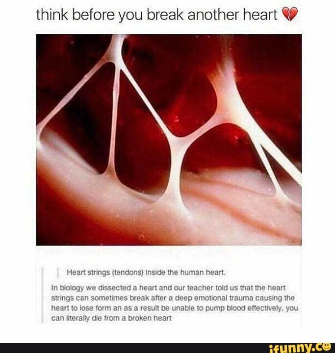 Think before you break another heart Heart strings (tendons) inside the