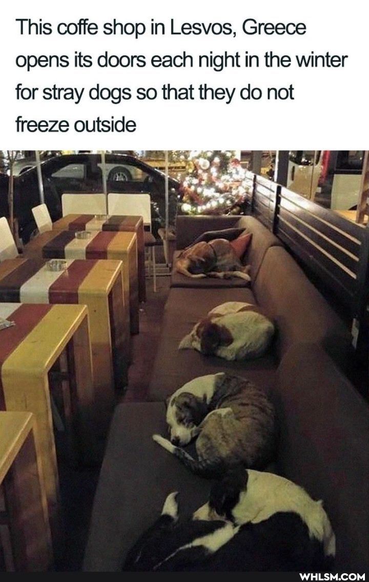 This coffe shop in Lesvos, Greece opens its doors each night in the winter for stray dogs so that they do not freeze outside