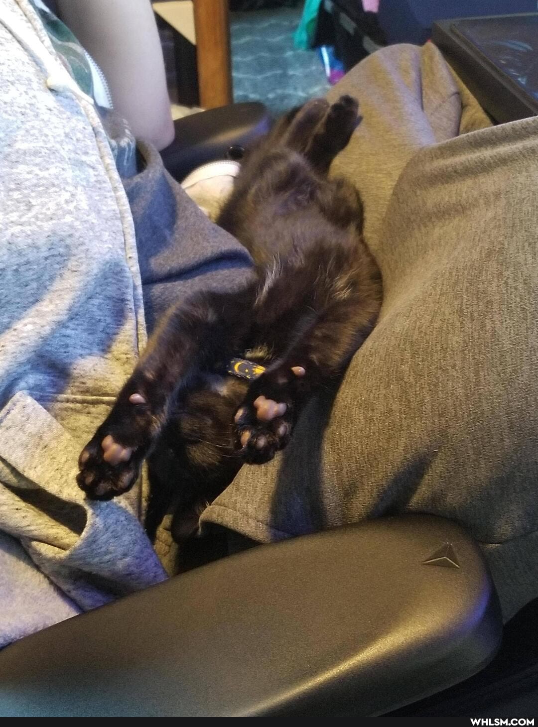 cat, aww, kittens