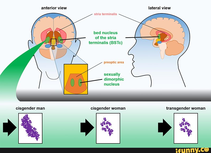 Anterior view lateral view stria terminalis bed nucleus of the stria