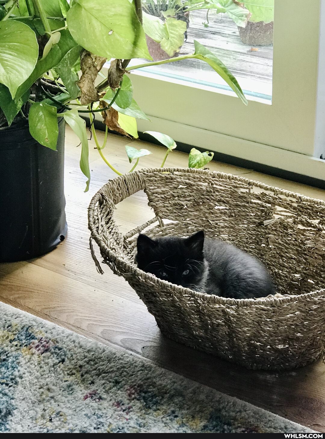 cat, kitten, baby_animals, cuteness_overload, cat_tax