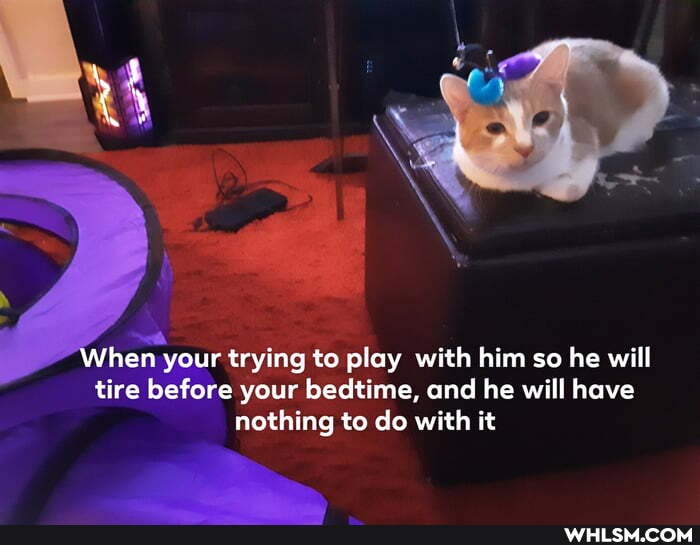 hen your trying to play with him so he will tire before your bedtime, and he will have nothing to do with it