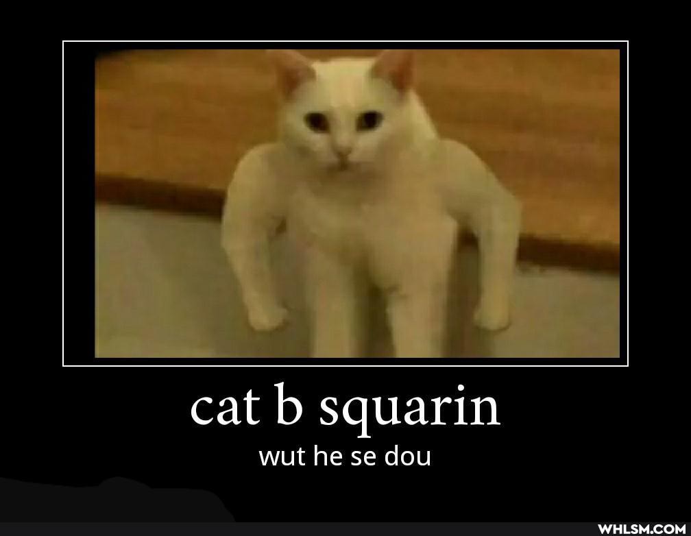 cat b squarin
wut he se dou