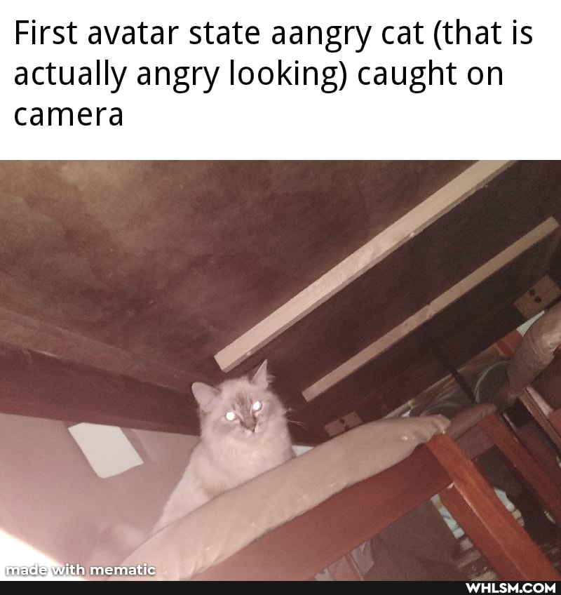 First avatar state aangry cat (that is actually angry looking) caught on camera