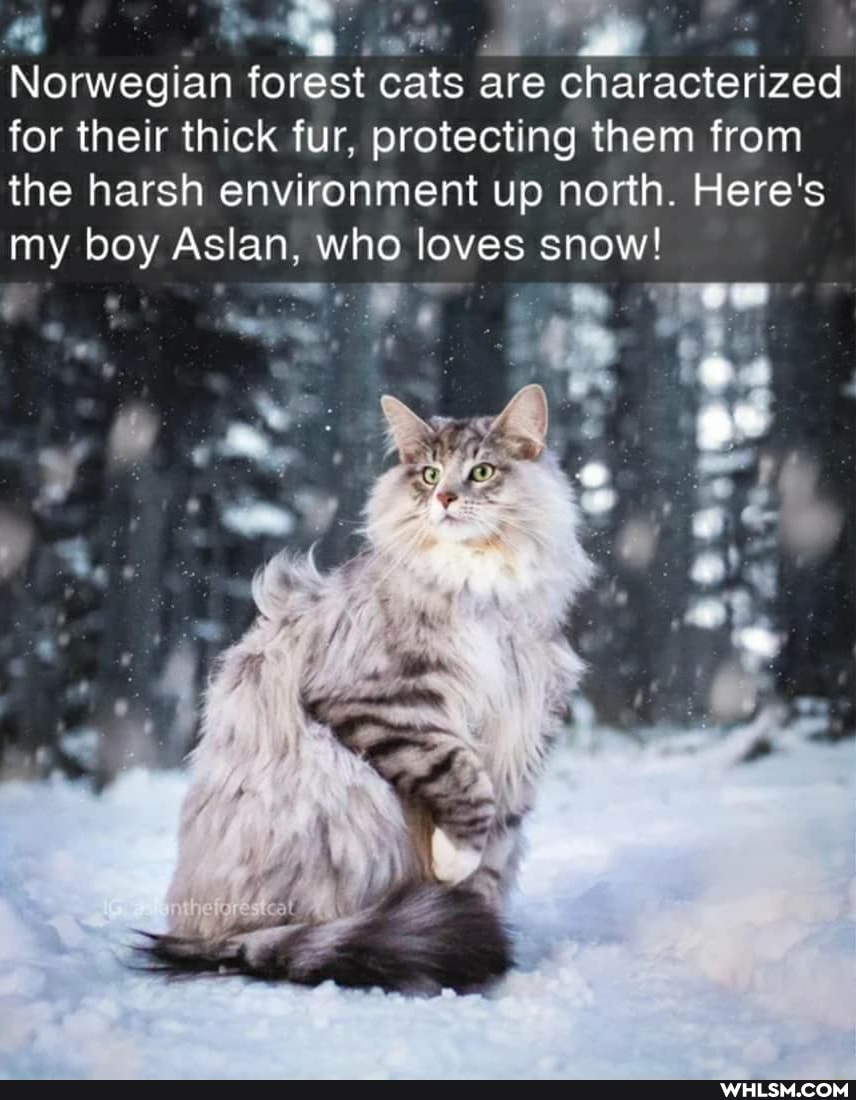 Norwegian forest cats are characterized for their thick fur, protecting them from
the harsh environment up north. Here's my boy Aslan, who loves snow!