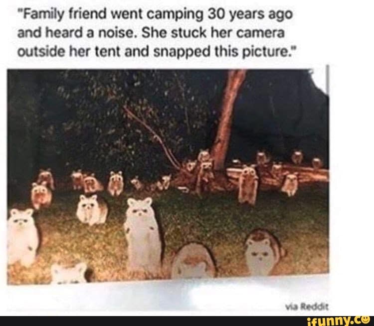 "Family friend went camping 30 years ago
and heard a noise. She stuck her camera
outside her tent and snapped this picture."