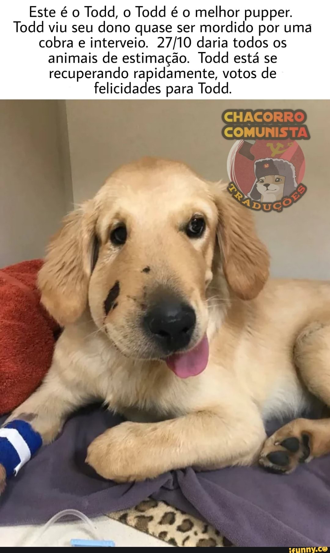 Este é o Todd, o Todd é o melhor pupper.
Todd viu seu dono quase ser mordido por uma cobra e interveio. daria todos os
animais de estimação. Todd está se recuperando rapidamente, votos de felicidades para Todd.
CHAC COM!