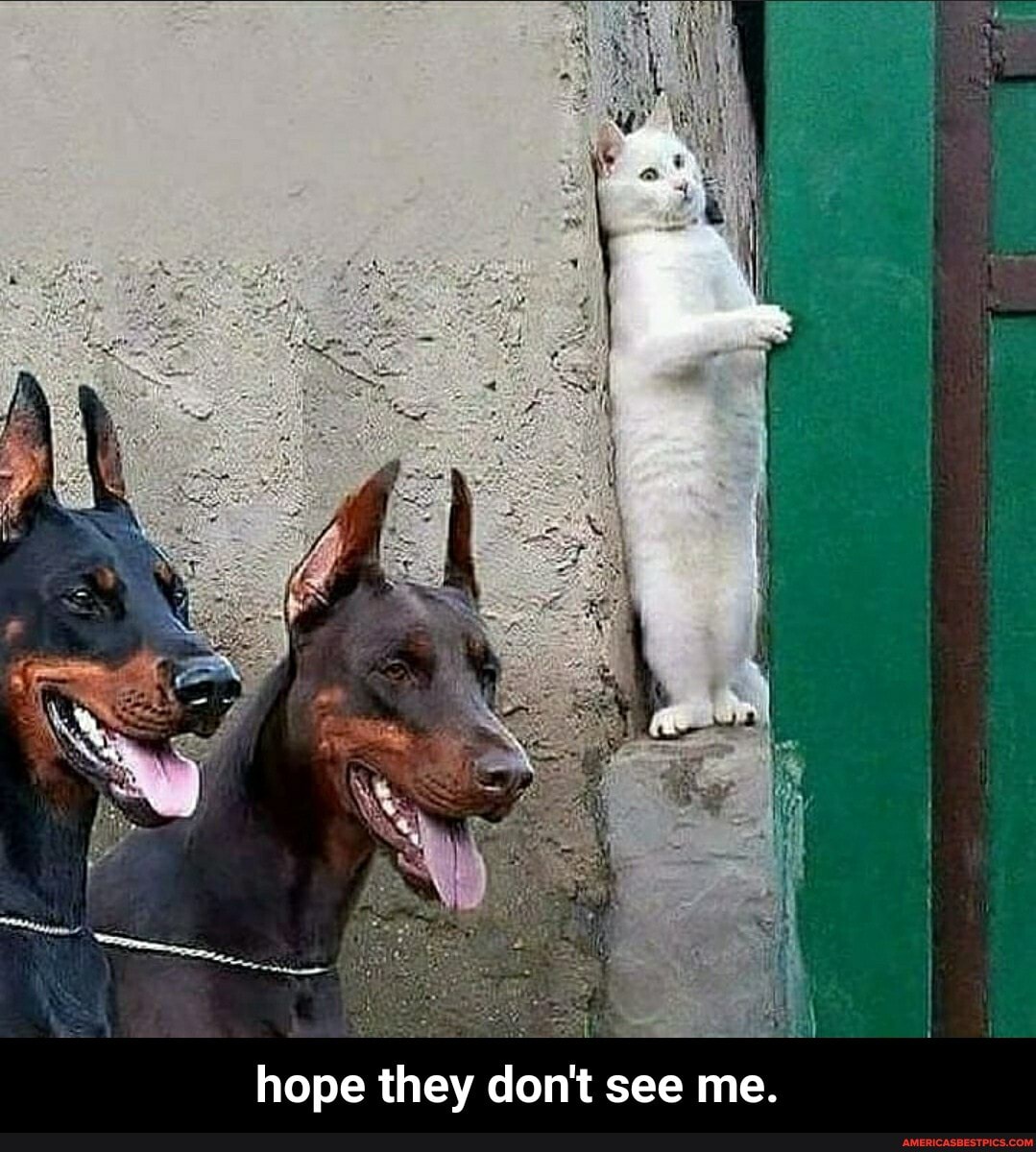 hope they don't see me.
me. - hope they don't see me.