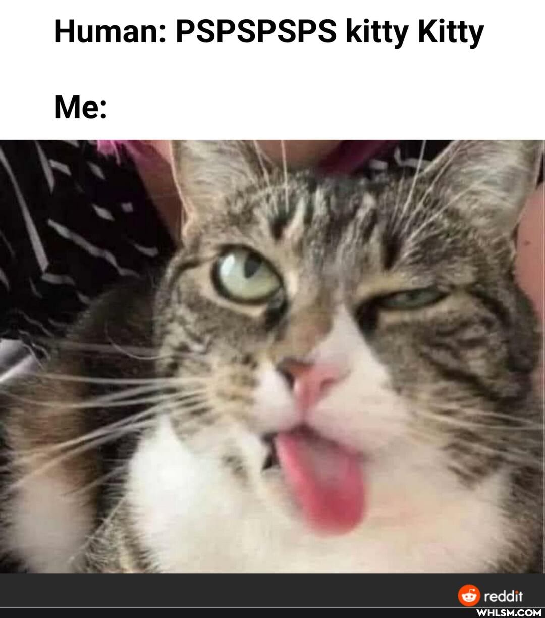 Human: PSPSPSPS kitty Kitty
Me: