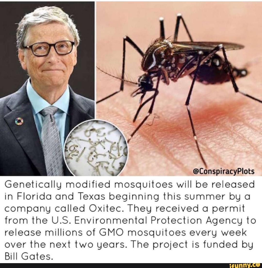 modified mosquitoes will be released in Florida and Texas