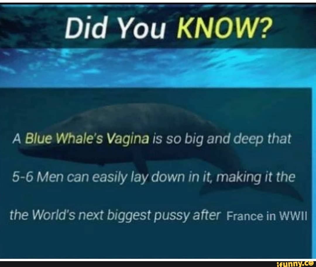 Did You Know A Blue Whale Vagina Is So Big And Deep That 5 6 Men Can