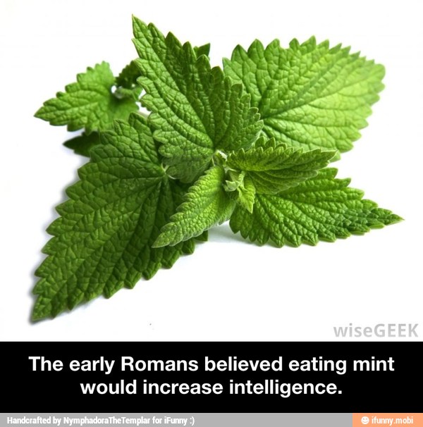 The early Romans believed eating mint would increase intelligence