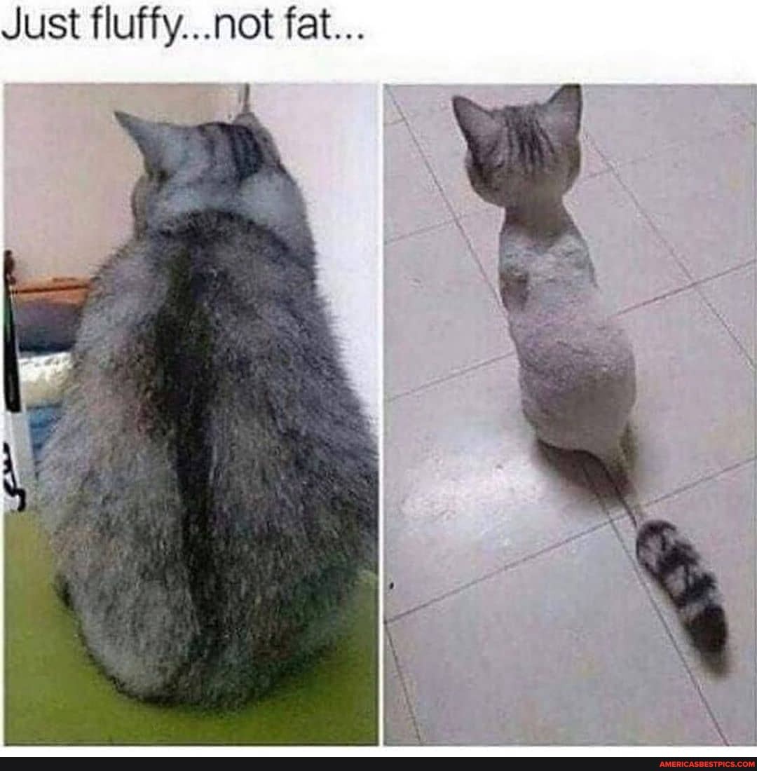 Just fluffy...not fat...