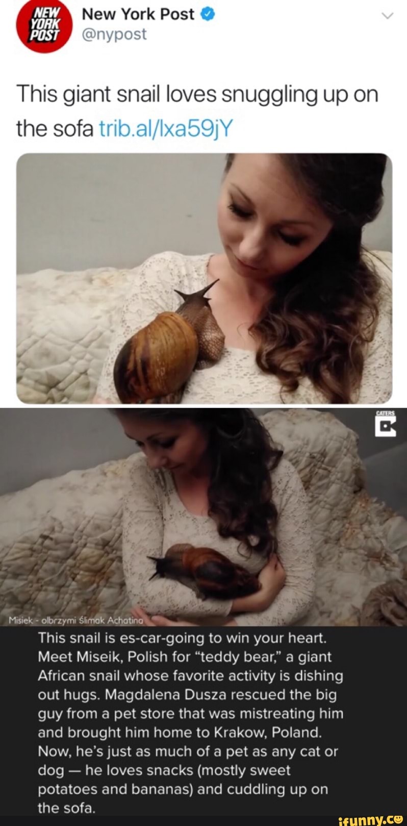 This giant snail loves snuggling up on
the sofa m wifi;
Misiek-olbrzymi éimk Achchno '
_
j
This snail is es»car-going to win your heart.
Meet Miseik. Polish for "teddy bear,” a giant
African snail whose favorite activity is dishing
out hugs Magdalena Dusza rescued the big
guy from a pet store that was mistreating him
and brought him home to Krakow. Poland,
Now, he's just as much of a pet as any cat or
dog -
he loves snacks (mostly sweet
potatoes and bananas) and cuddling up on
the sofa.