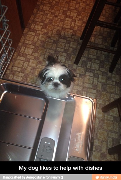 My dog likes to help with dishes - My dog likes to help with dishes