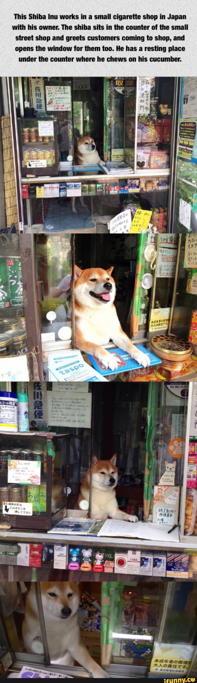 Ibis Shiba Inu Works Ii A Small Cigarette Shop In Japan With