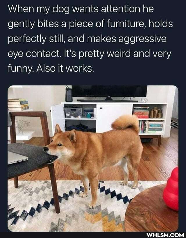 When my dog wants attention he gently bites a piece of furniture, holds perfectly still, and makes aggressive eye contact. It's pretty weird and very funny. Also it works.
