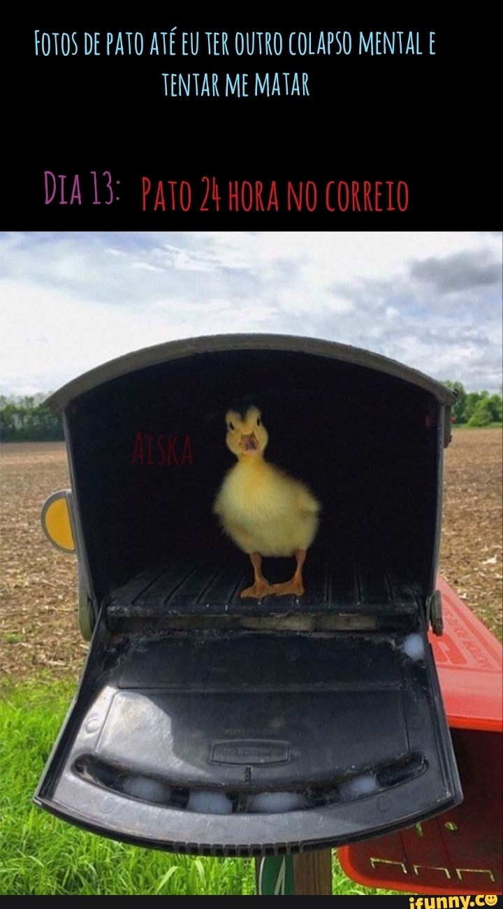 FOTOS DE PATO ATÉ EU TER OUTRO COLAPSO MENTAL E TENTAR ME MATAR