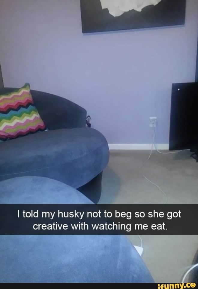 I told my husky not to beg so she got
creative with watching me eat.