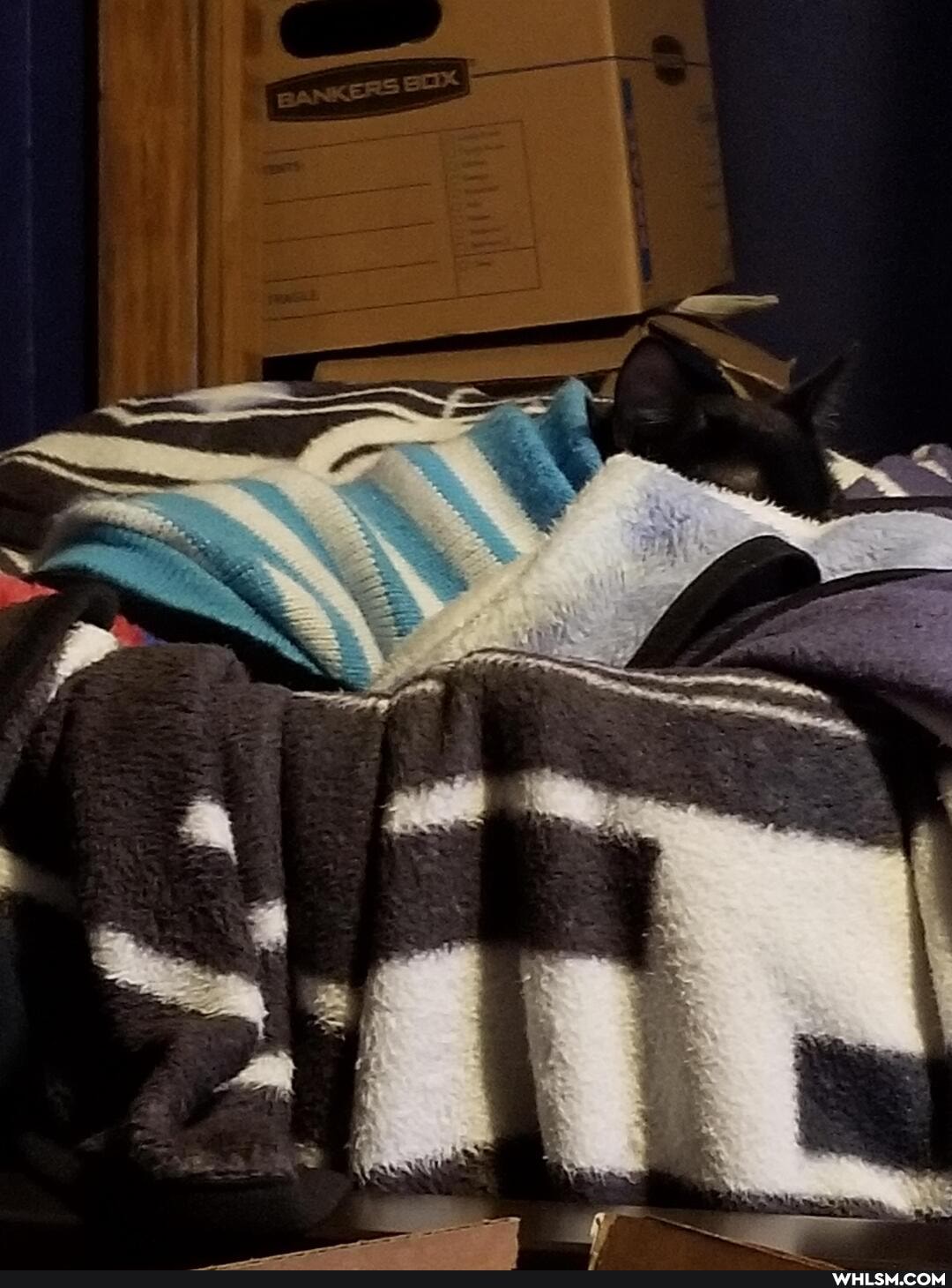 aww, neutral_post, cat