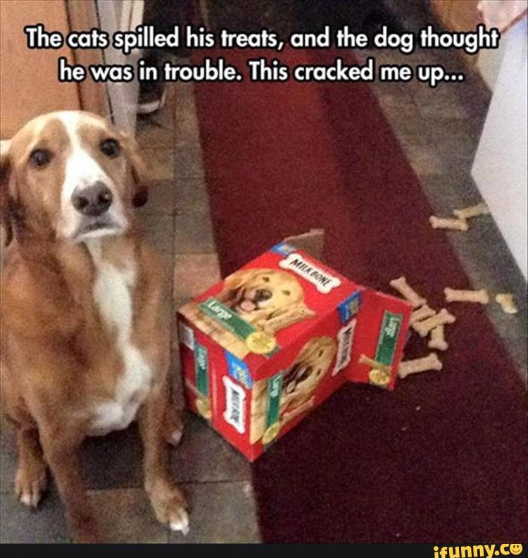 The cats spilled his treats, and the dog thought he was in trouble. This cracked me up...