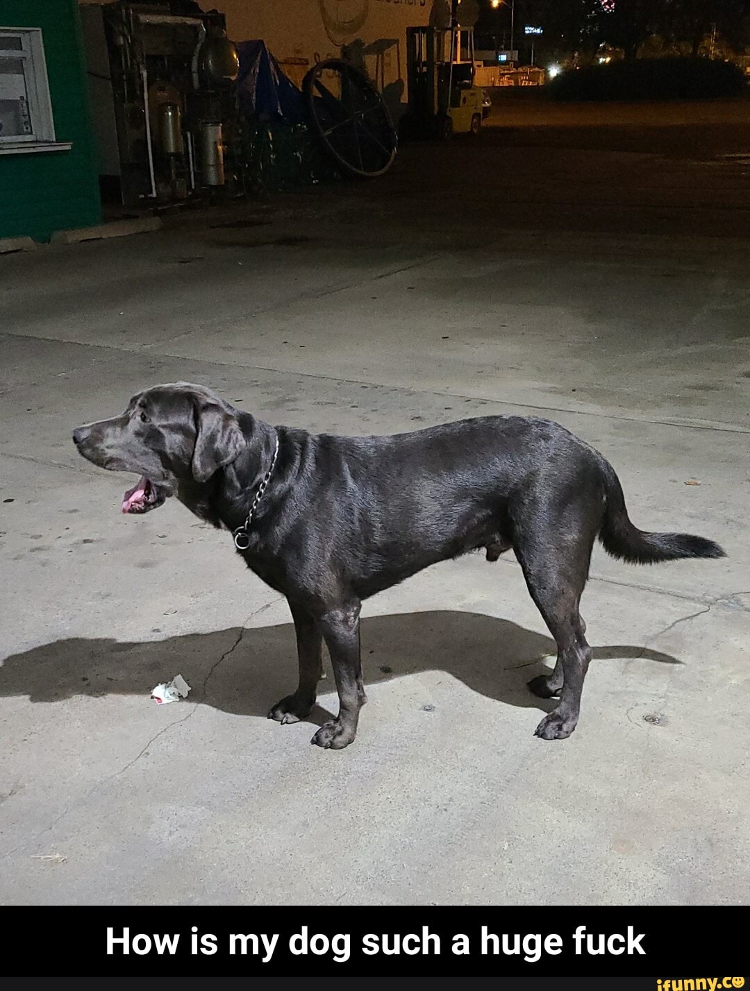 =--s ie.
How is my dog such a huge fuck - How is my dog such a huge fuck
