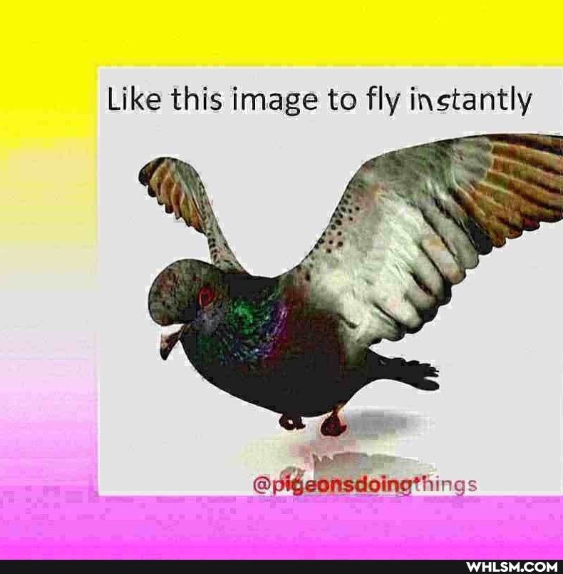 Like this image to fly instantly
@pigeonsdoingthings