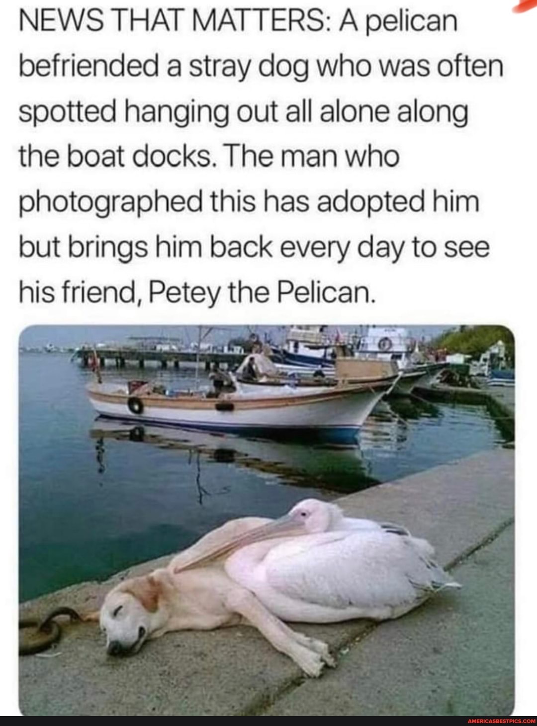 NEWS THAT MATTERS: A pelican befriended a stray dog who was often spotted hanging out all alone along the boat docks. The man who photographed this has adopted him but brings him back every day to see his friend, Petey the Pelican.
Ls