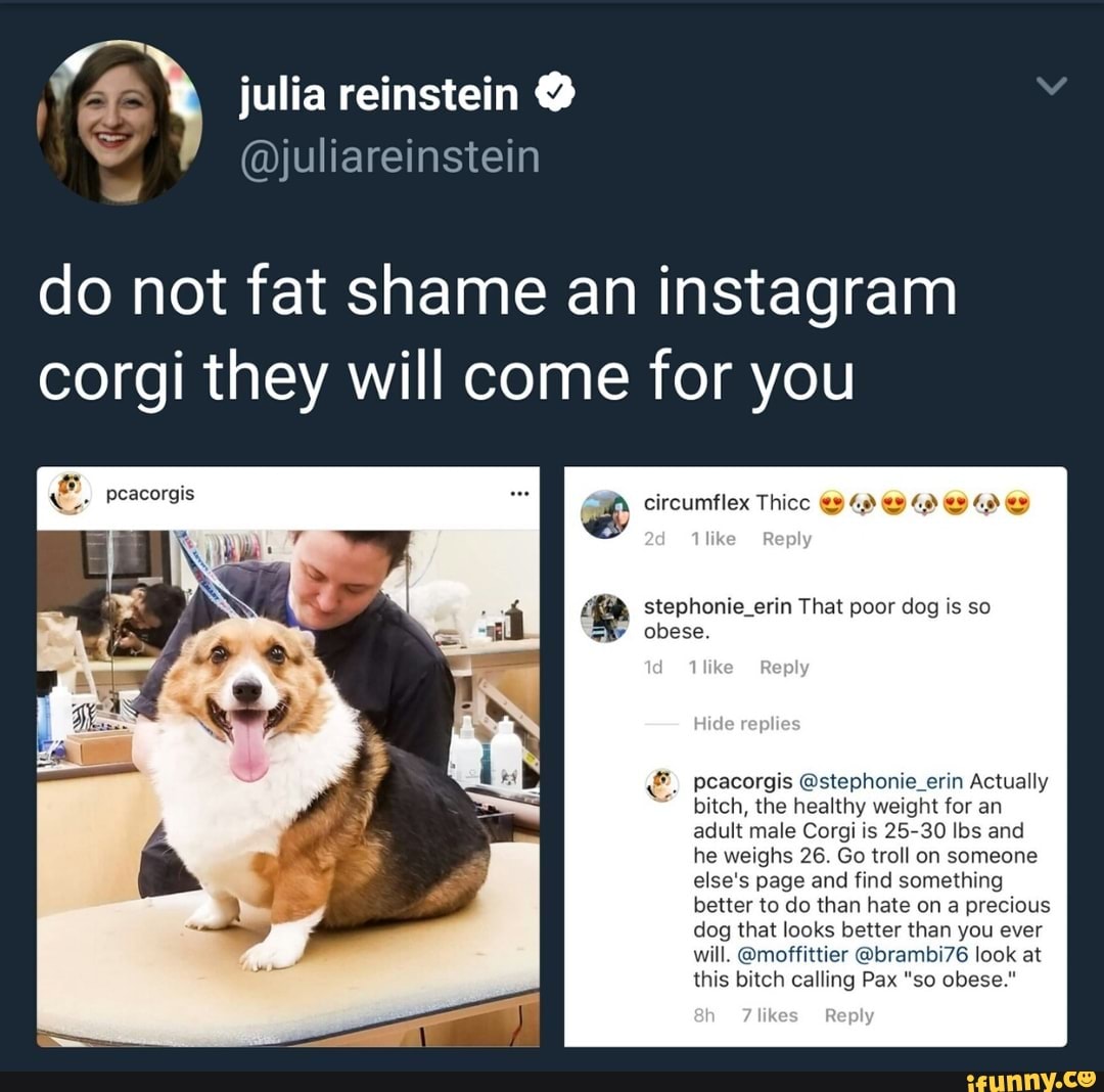 @juliareinstein
julia reinstein @
do not fat shame an instagram corgi they will come for you
ike Reply
pcacorgis
circumflex Thicc
stephonie_erin That poor dog is so obese.
Hide replies
SS
pcacorgis @stephonie_erin Actually
bitch, the healthy weight for an adult male Corgi is 25-30 Ibs and he weighs 26. Go troll on someone else's page and find something better to do than hate on a precious dog that looks better than you ever will. @moffittier @brambi76 look at this bitch calling Pax "so obese."
7itkes Reply